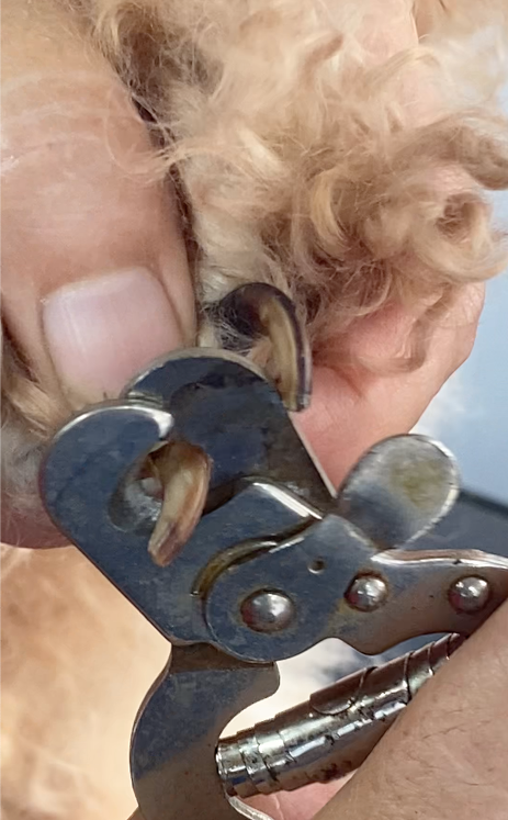 Close-up of professional dog nail trimming with clippers – Express Mobile Pet Grooming Middle TN, serving Dickson, Franklin, Nashville, Bellevue, Fairview, and Kingston Springs