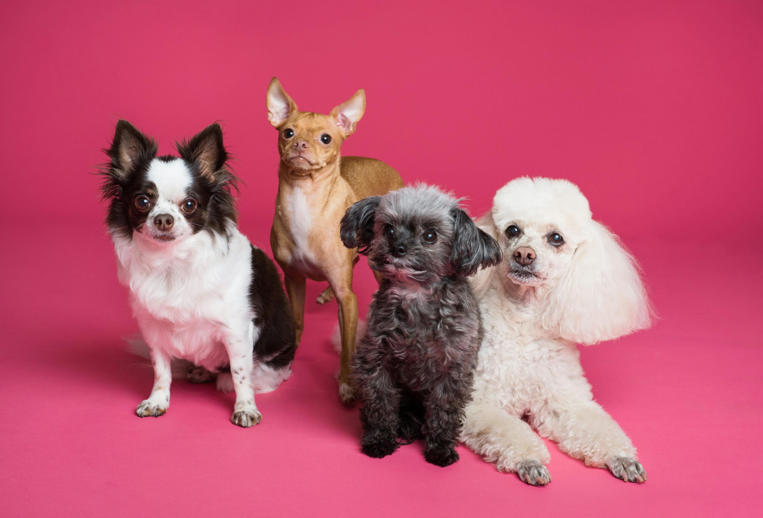 Specializing in small breed dogs and grooming dogs up to 55 lbs.