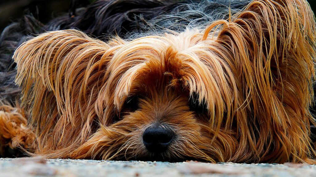 mobile dog grooming