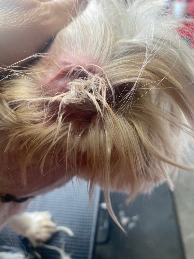 Close-up of a dog’s dirty ear with excess hair before professional grooming and cleaning – Express Mobile Pet Grooming Middle TN serving Dickson, Franklin, Nashville, Bellevue, Fairview, and Kingston Springs