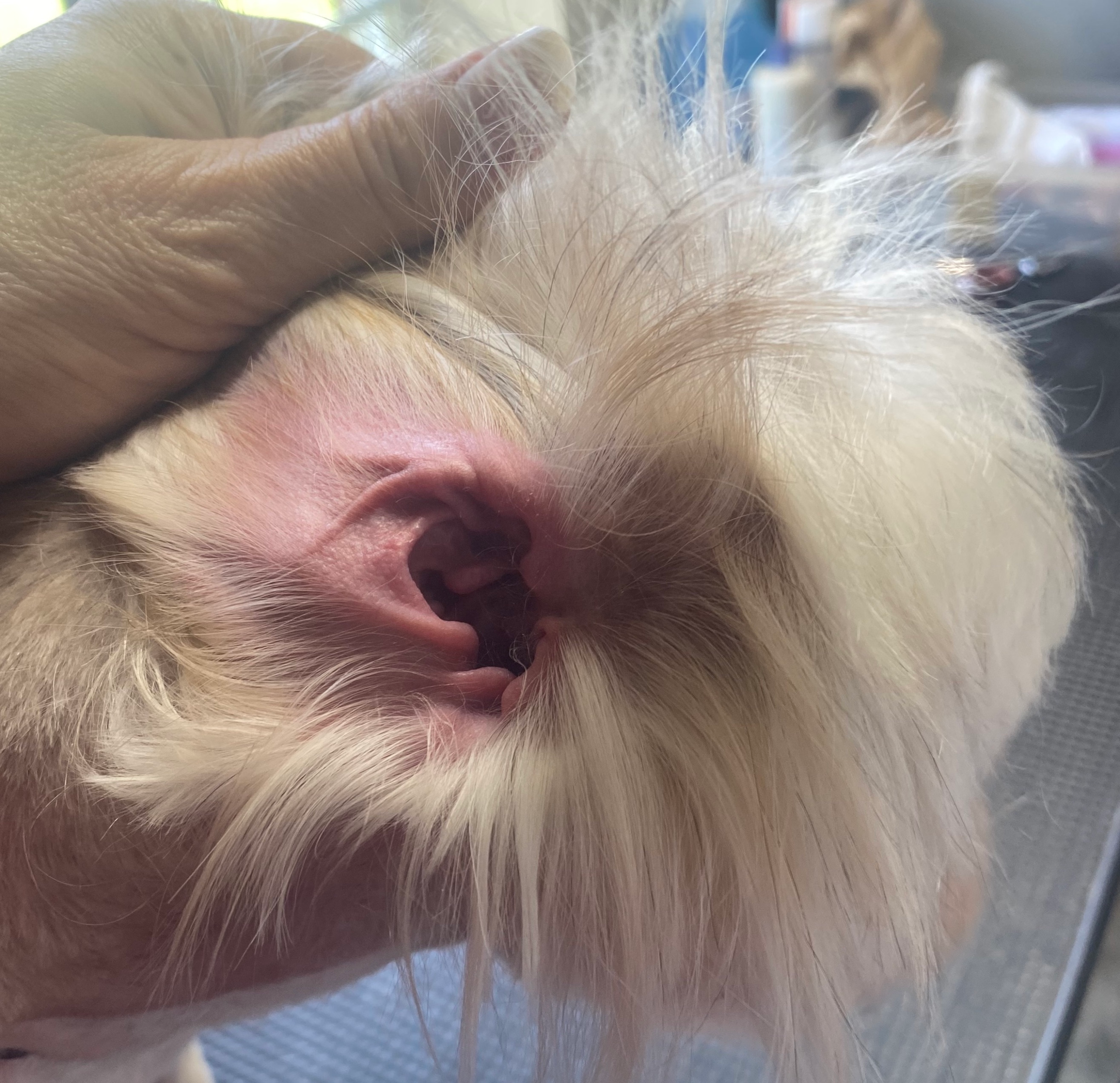 Close-up of a dog’s ear after professional grooming, showing a clean and hair-free ear canal – Express Mobile Pet Grooming Middle TN serving Dickson, Franklin, Nashville, Bellevue, Fairview, and Kingston Springs