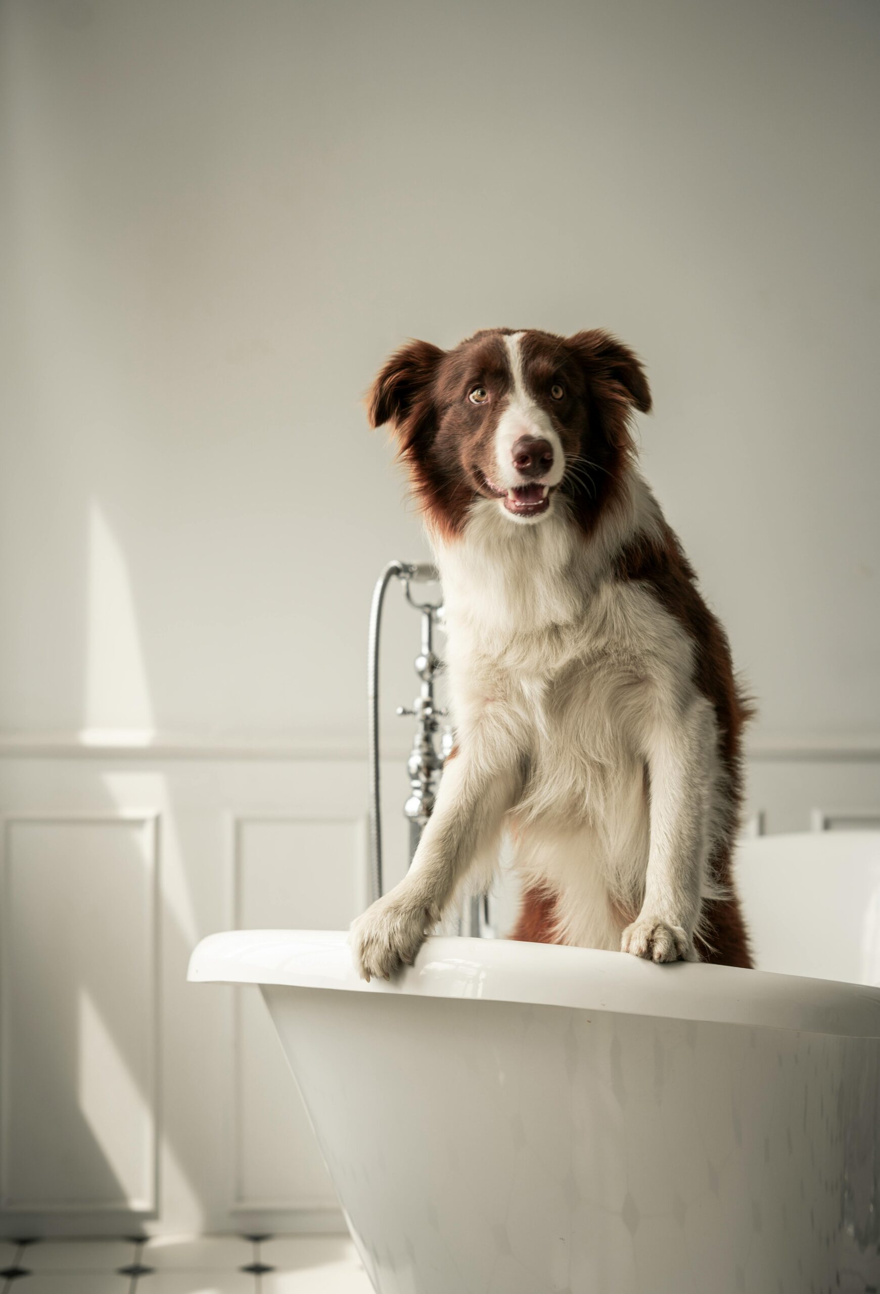 Happy dog in a bath during a mobile dog grooming session in Nashville TN.