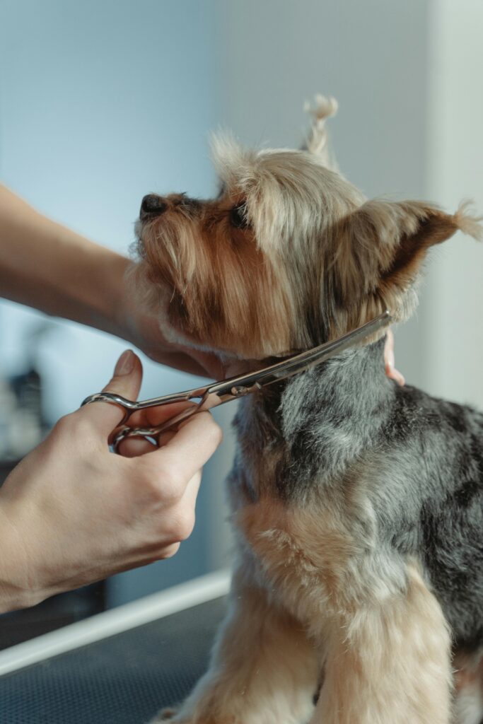 Professional mobile dog grooming in Nashville TN – groomer hand trimming a small Yorkshire Terrier on grooming table inside mobile salon
