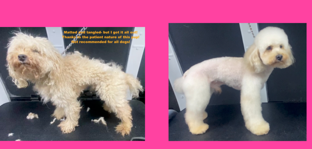 Side-by-side before and after photo of a white poodle groomed during a doorstep mobile pet grooming session in Fairview, TN by Express Mobile Pet Grooming Middle TN.