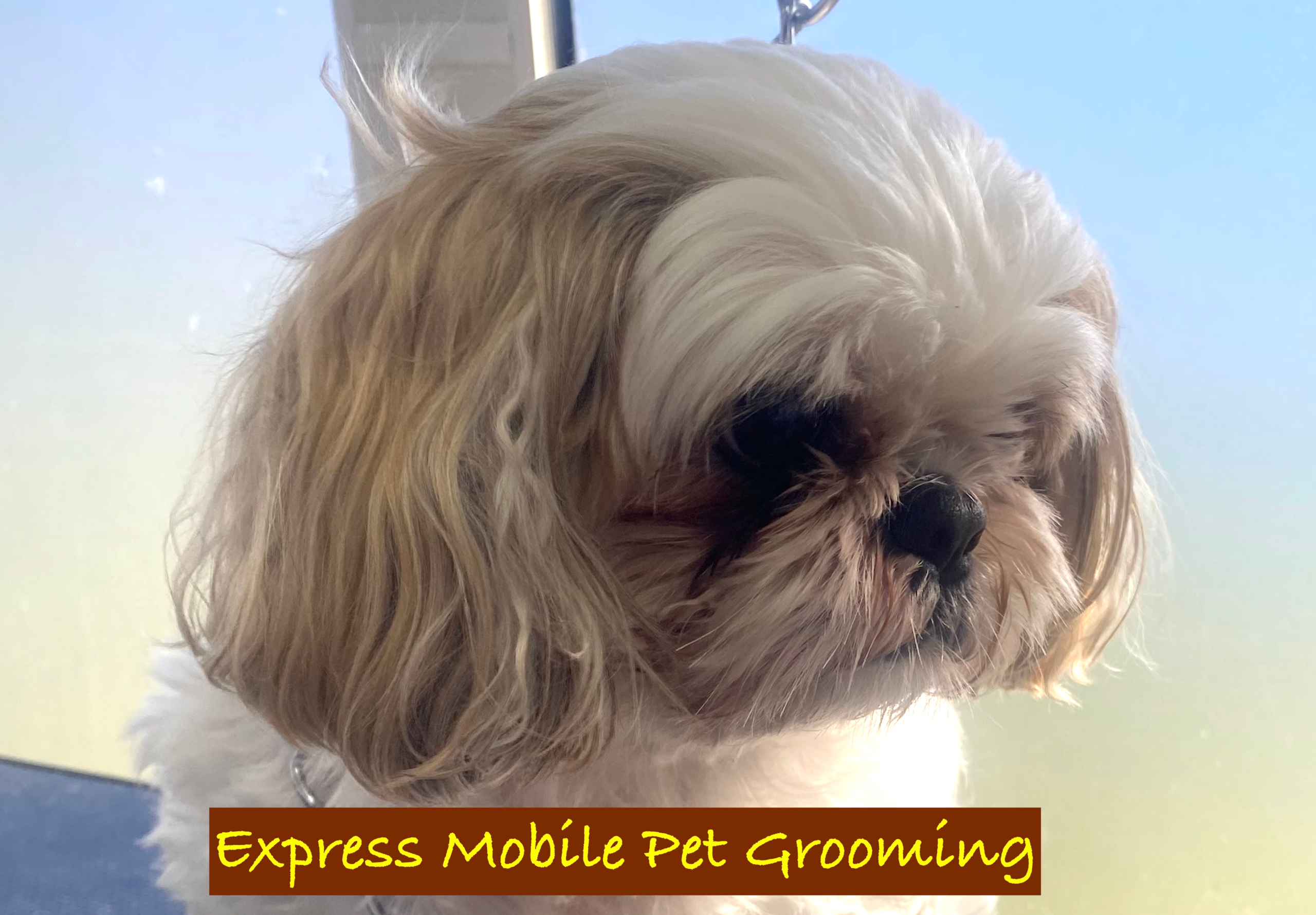 Dog with dark brown tear stains under the eyes, often seen before mobile dog grooming Nashville TN appointments.