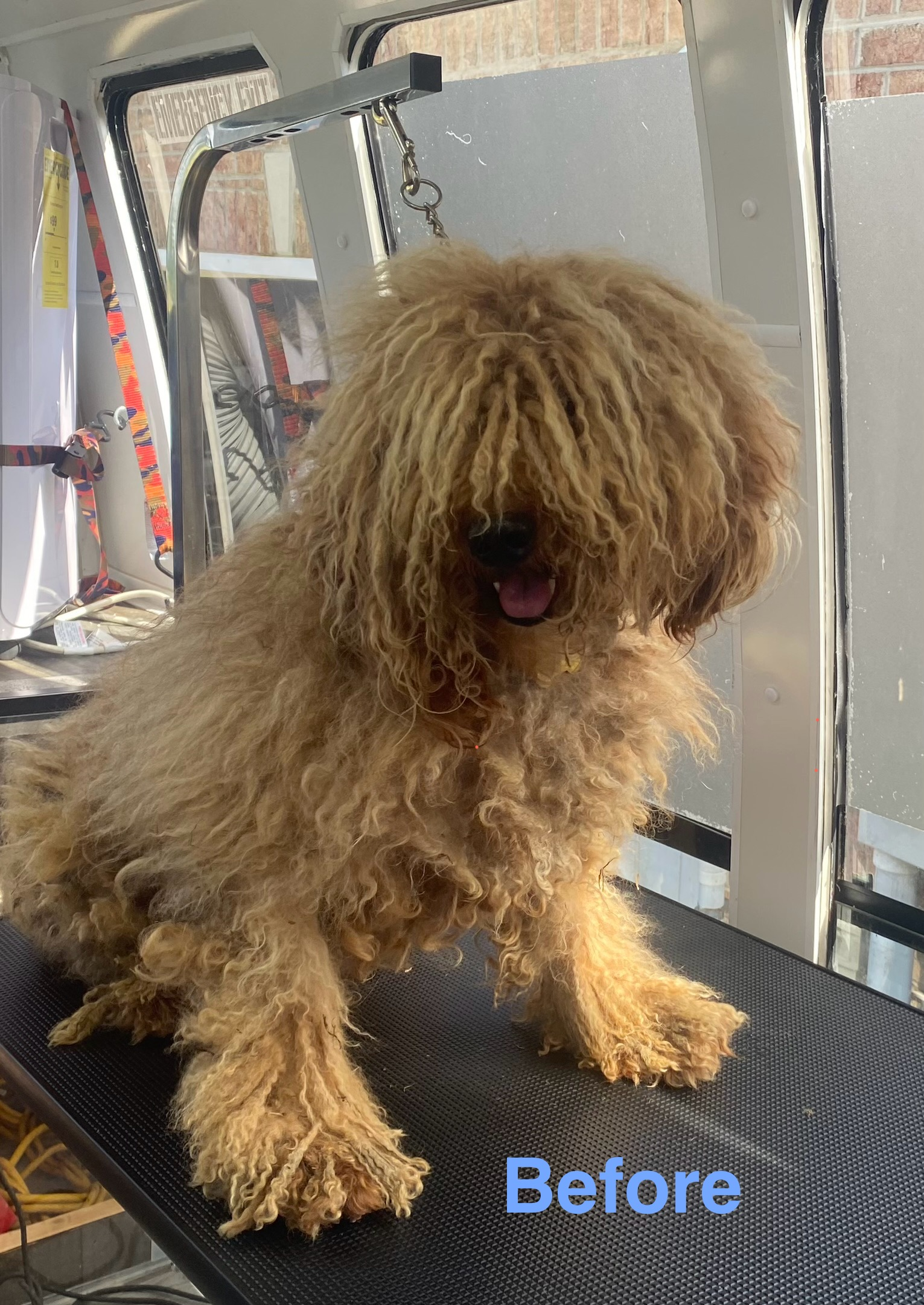Doodle with fluffy matted coat receiving mobile dog grooming Nashville TN, showing proper maintenance for curl-prone breeds.